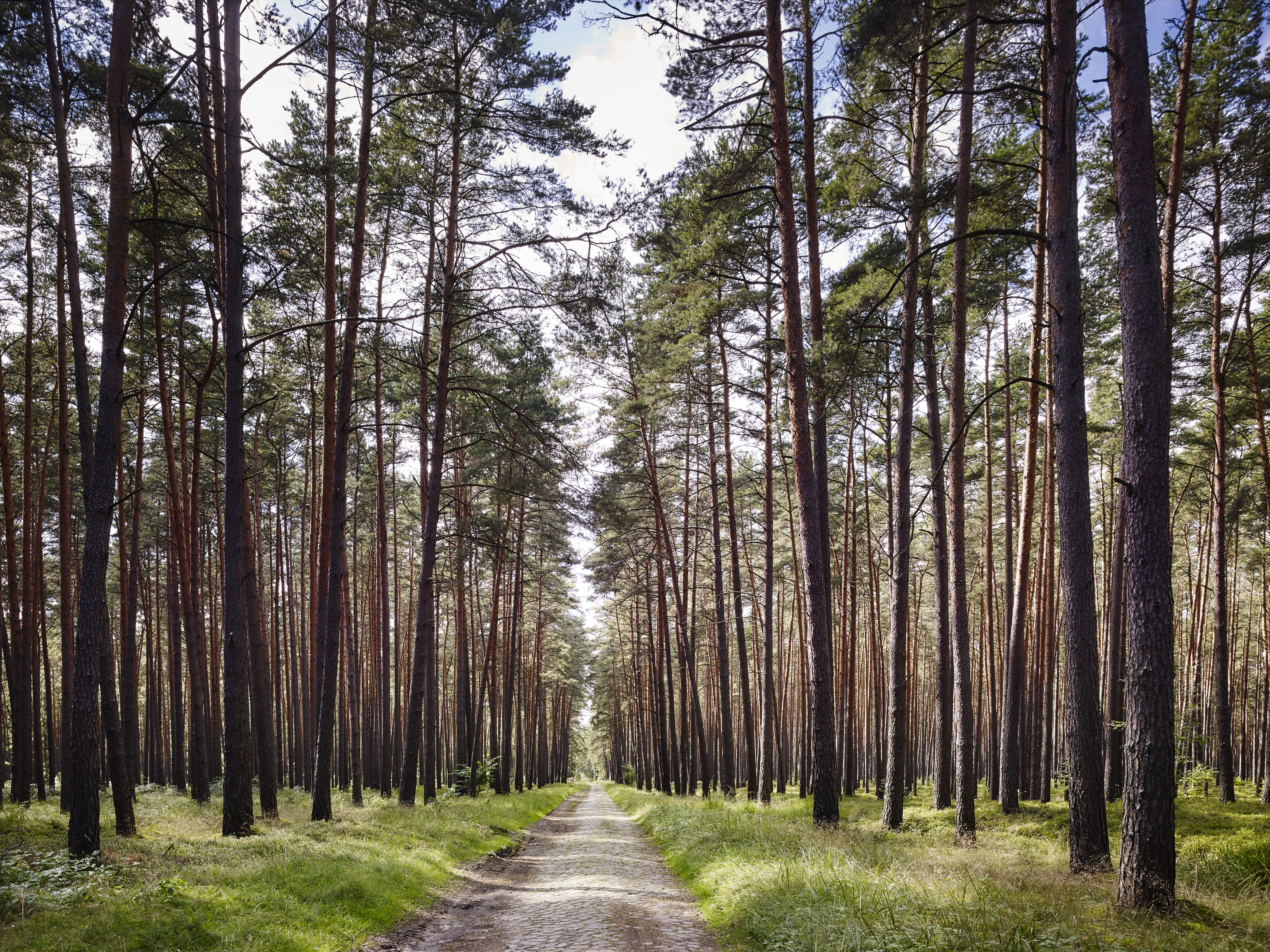 Kiefernwald